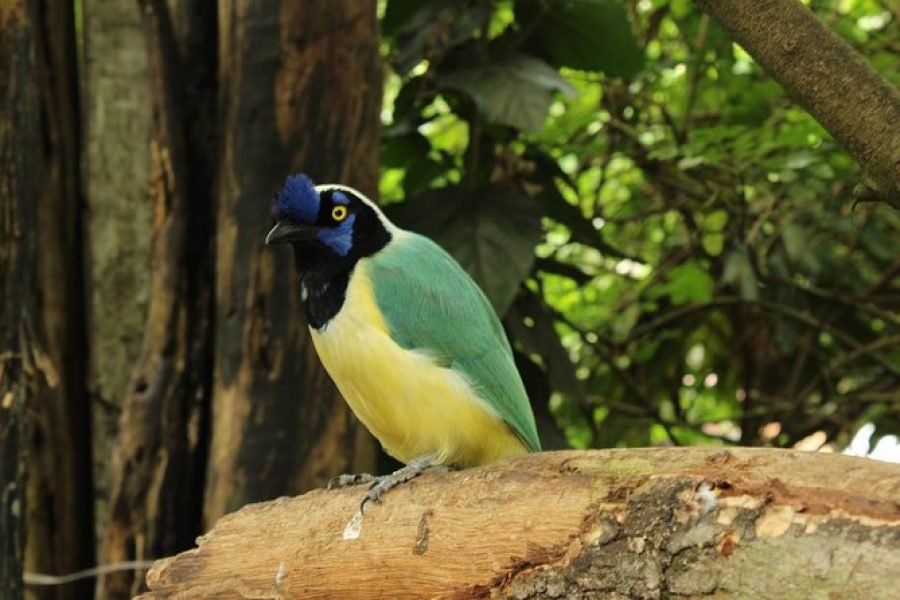 Tour in the Biopark Reserve